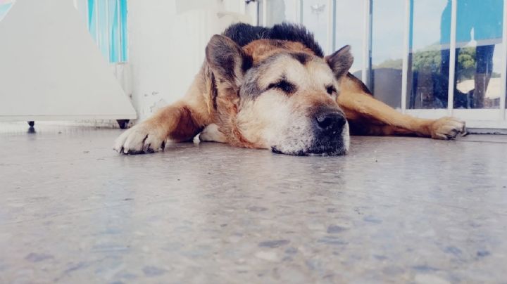 San Luis quiere nombrar a su primer hospital veterinario en honor a un perro comunitario 