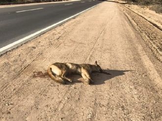 Atropellaron y mataron a un puma en la Reserva de Ñacuñán