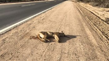 Atropellaron y mataron a un puma en la Reserva de Ñacuñán