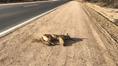 Foto iliustrativa de  Atropellaron y mataron a un puma en la Reserva de Ñacuñán