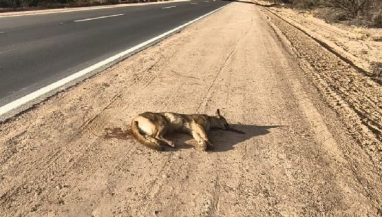 Atropellaron y mataron a un puma en la Reserva de Ñacuñán