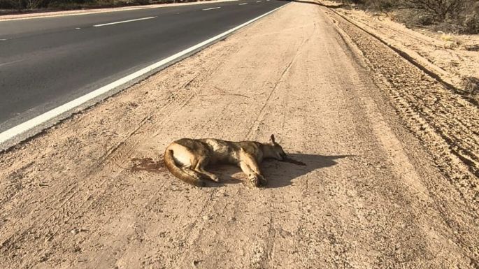 Atropellaron y mataron a un puma en la Reserva de Ñacuñán