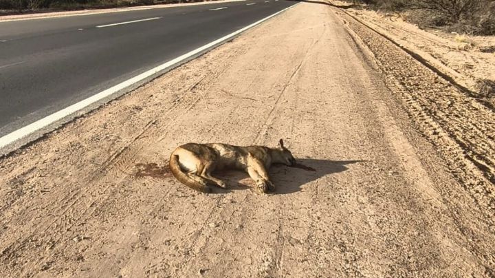 Atropellaron y mataron a un puma en la Reserva de Ñacuñán