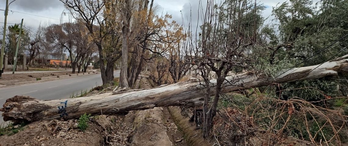 Caídas de árboles en Luján y Guaymallén renovaron el malestar y la alarma vecinal