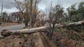 Foto ilustrativa de la nota titulada: Caídas de árboles en Luján y Guaymallén renovaron el malestar y la alarma vecinal