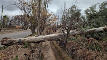 Caídas de árboles en Luján y Guaymallén renovaron el malestar y la alarma vecinal