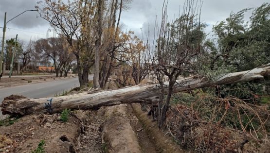 Caídas de árboles en Luján y Guaymallén renovaron el malestar y la alarma vecinal