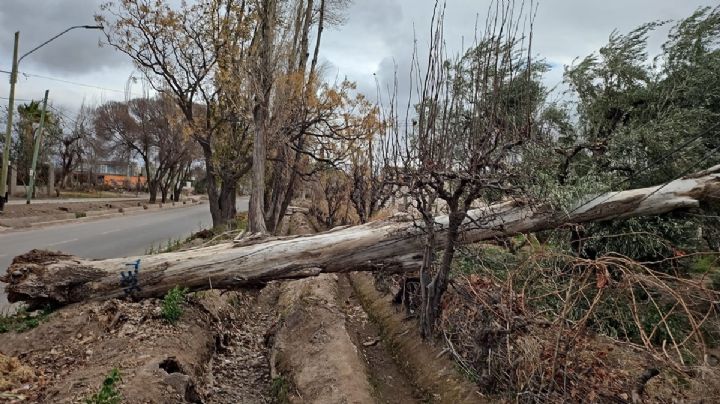 Caídas de árboles en Luján y Guaymallén renovaron el malestar y la alarma vecinal