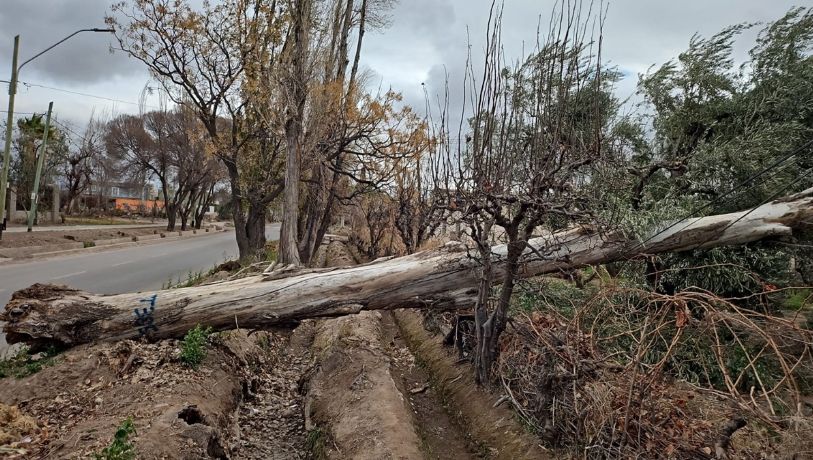 Caídas de árboles en Luján y Guaymallén renovaron el malestar y la alarma vecinal