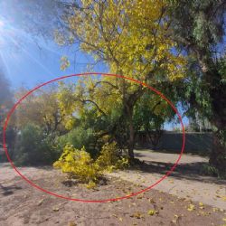 Los árboles mueren de pie: un video muestra el peligro inminente en Las Heras