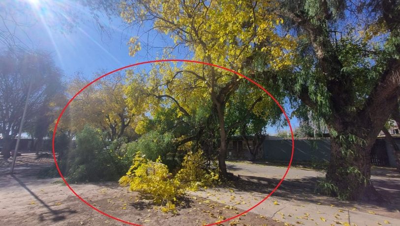 Los árboles mueren de pie: un video muestra el peligro inminente en Las Heras