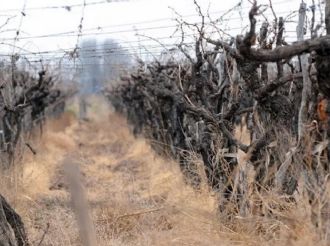 La Asociación de Viñateros de Mendoza denuncia una severa crisis en el sector