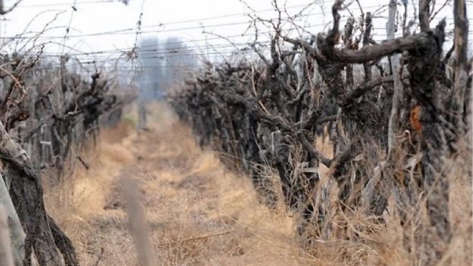 La Asociación de Viñateros de Mendoza denuncia una severa crisis en el sector