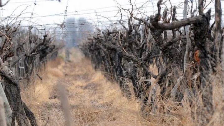 La Asociación de Viñateros de Mendoza denuncia una severa crisis en el sector